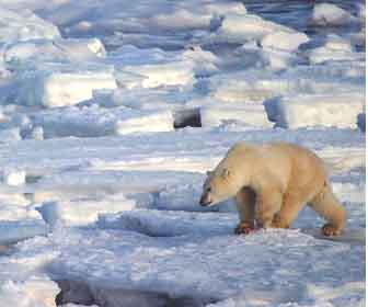 Polar bear